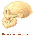 craneo homo erectus.jpg (17595 bytes)